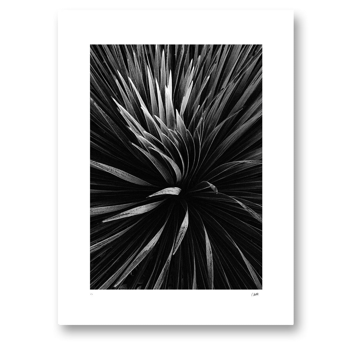 Buisson Noir, fotografi av en tät buske där ljus bryter igenom mörkret, konsttryck 30 × 40 cm utan ram