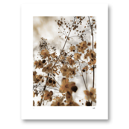 Yellow Sky, fotografi av blommor och stjälkar sedda nerifrån mot en ljus himmel i varma toner, konsttryck 30 × 40 cm utan ram