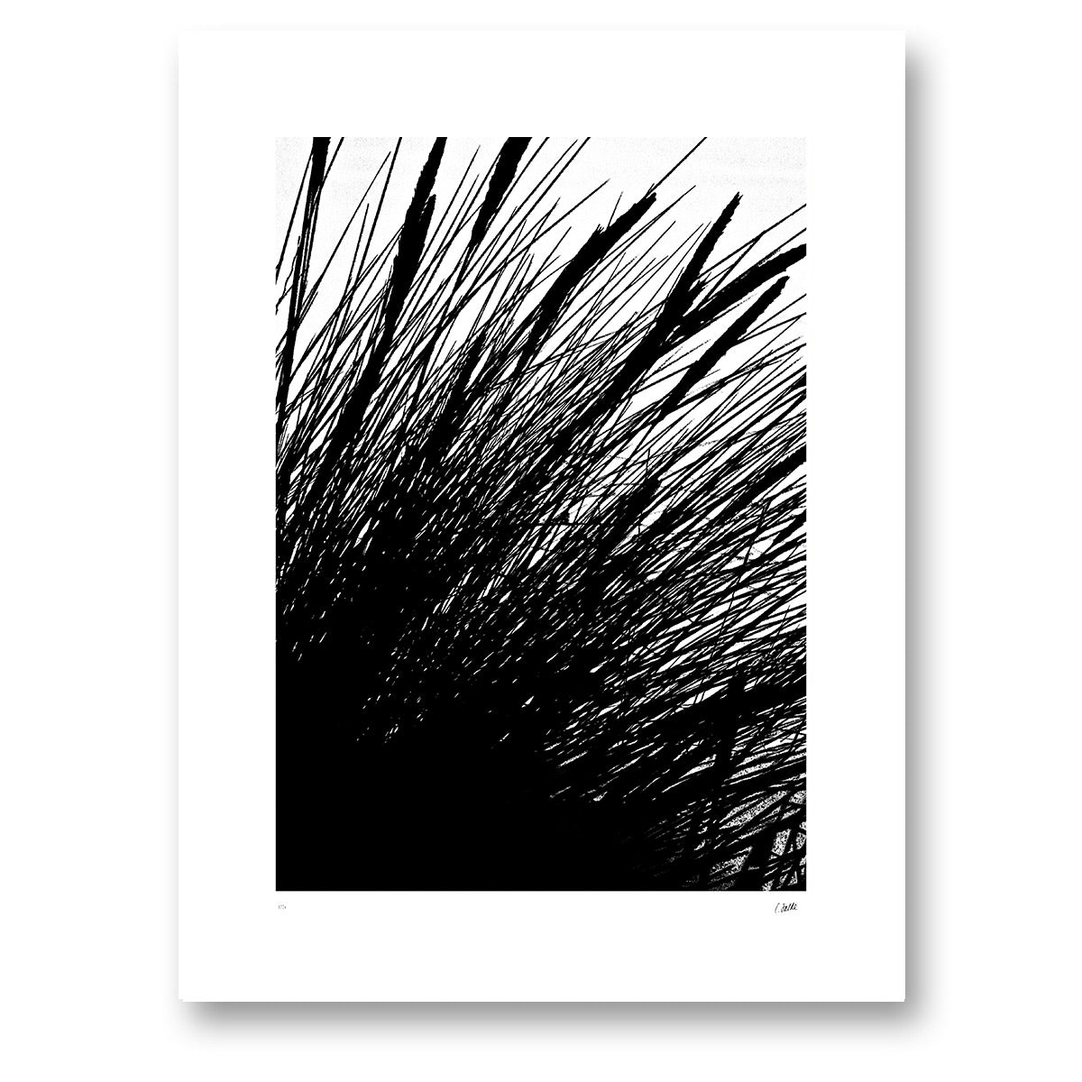 Strandgräs, svartvitt fotografi av strandgräs som sveper diagonalt mot en ljus himmel, konsttryck 30 × 40 cm utan ram