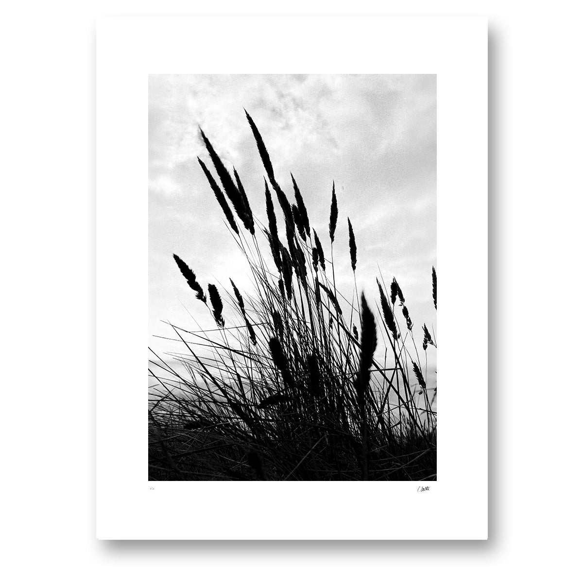 Strandråg, the ears of lyme grass in black silhouette against a cloudy sky. Unframed.