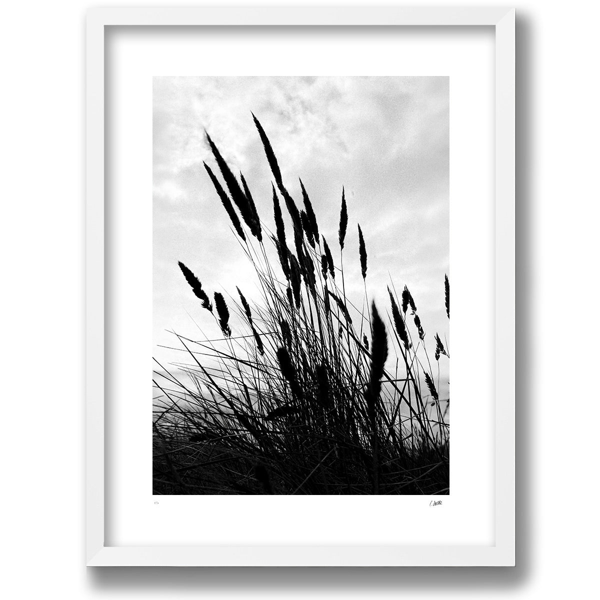Strandråg in a white gallery frame