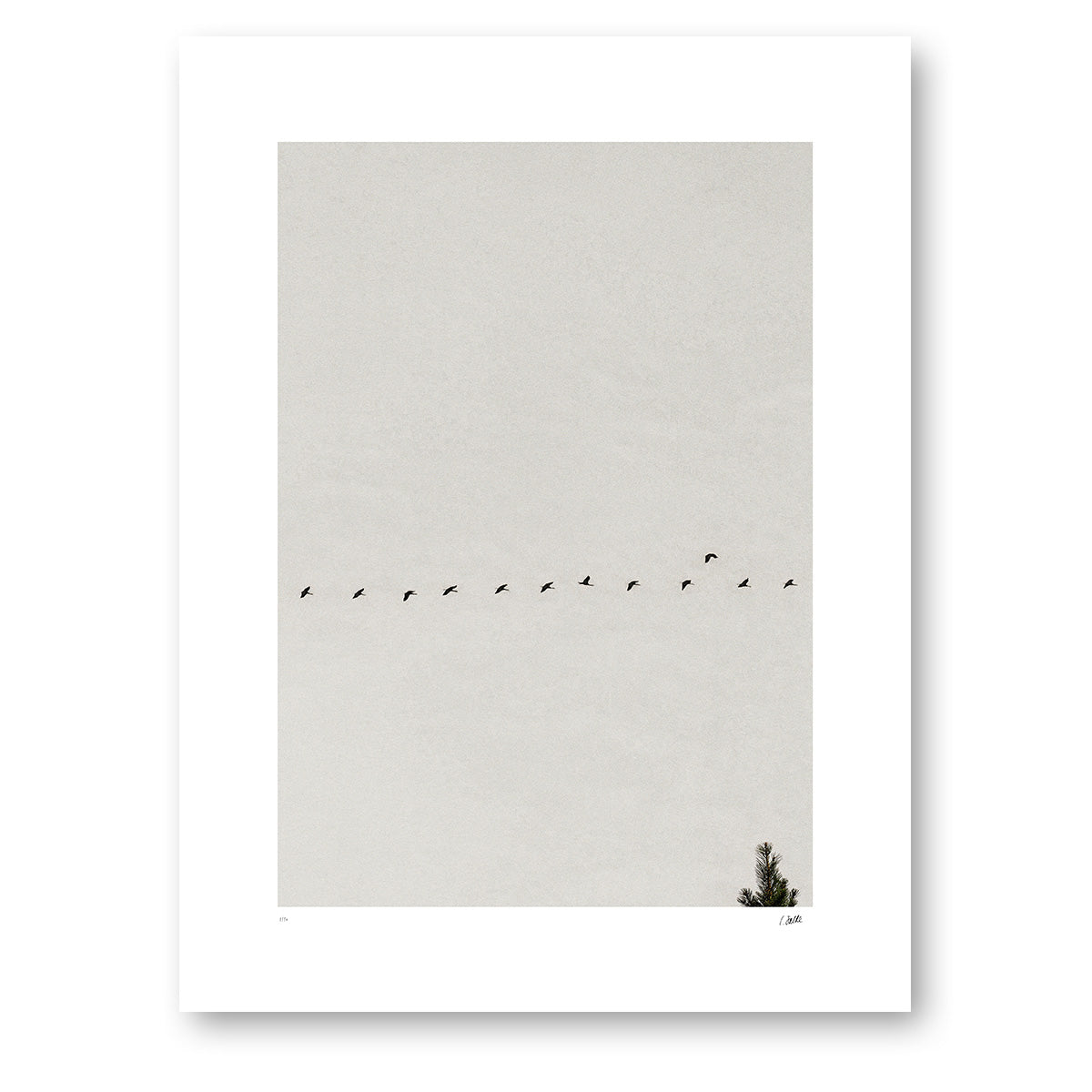 Passing Through, cranes flying past a pine top, in black and white. Unframed.