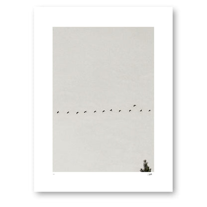 Passing Through, cranes flying past a pine top, in black and white. Unframed.