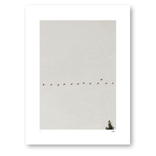Passing Through, svartvitt fotografi av tranor som flyger över en talltopp, konsttryck 30 × 40 cm utan ram