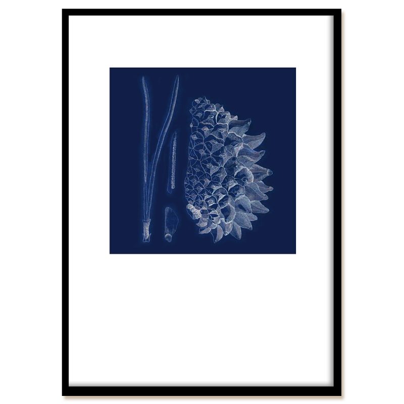 Blueprint of a pine fur - nature is beautiful! With black frame