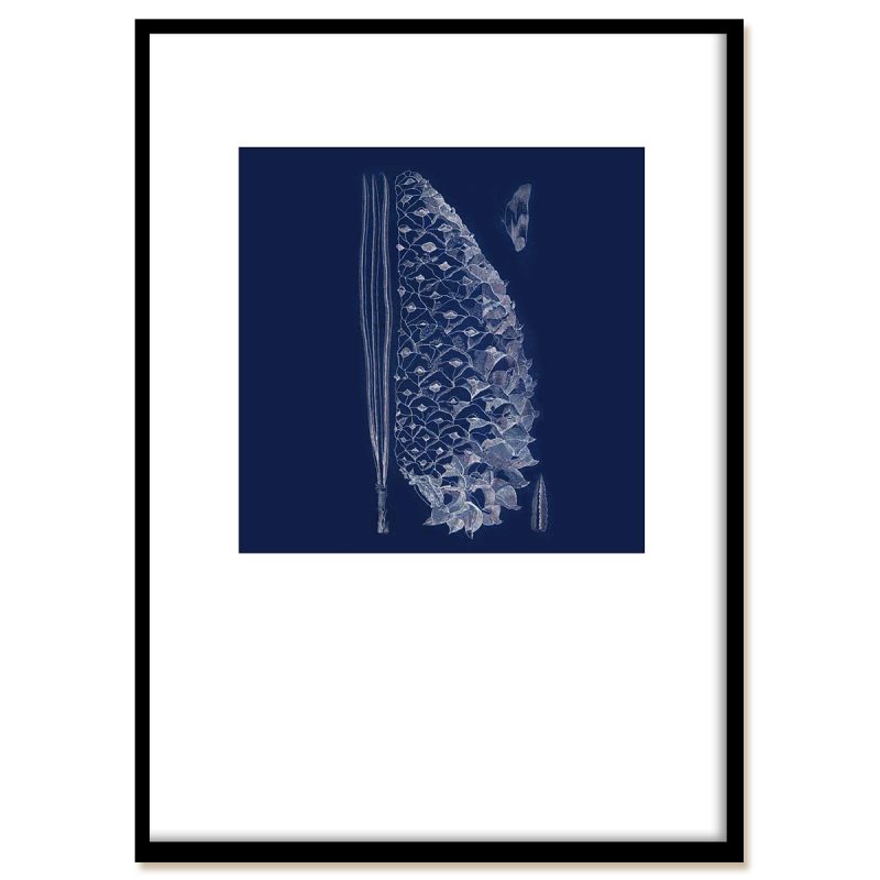 Blueprint of a pine spruce - nature is beautiful! With black frame