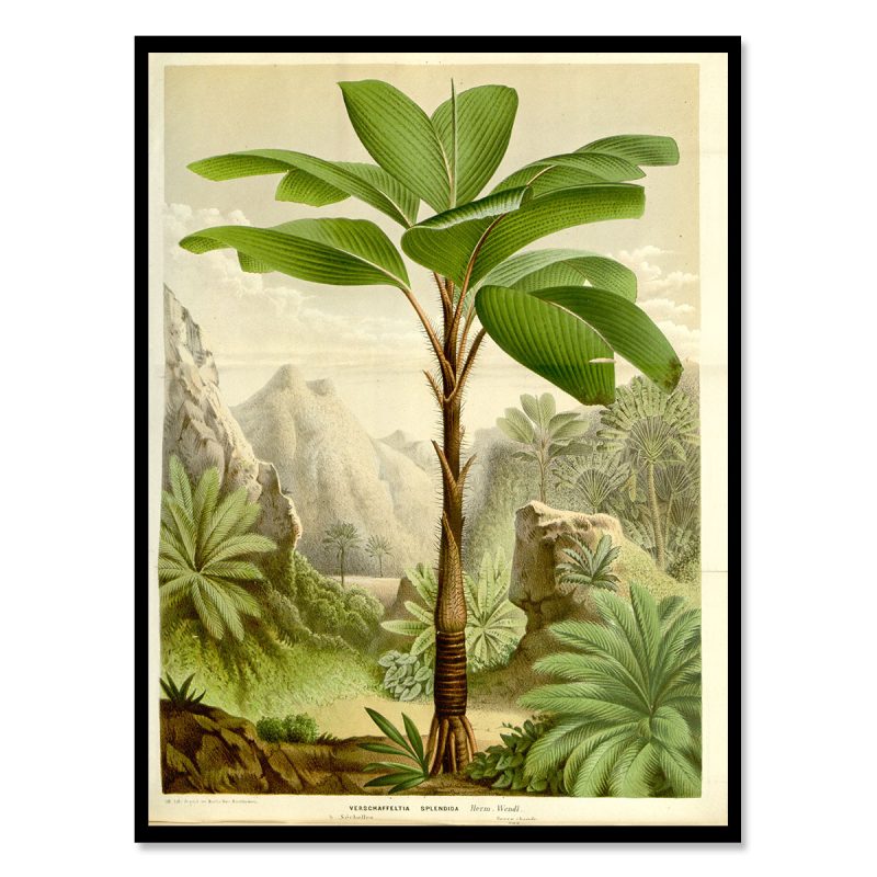 Palmtrees vintage poster illustration