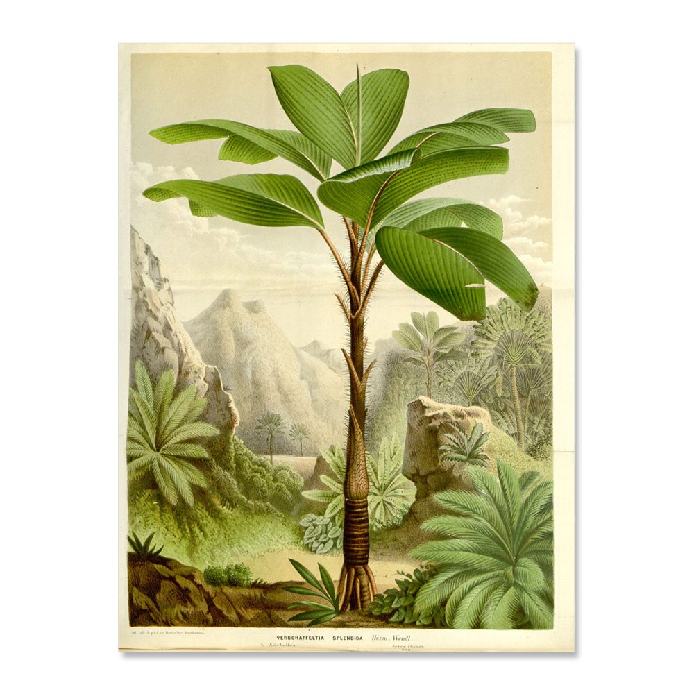 Palmtrees vintage poster illustration no frame