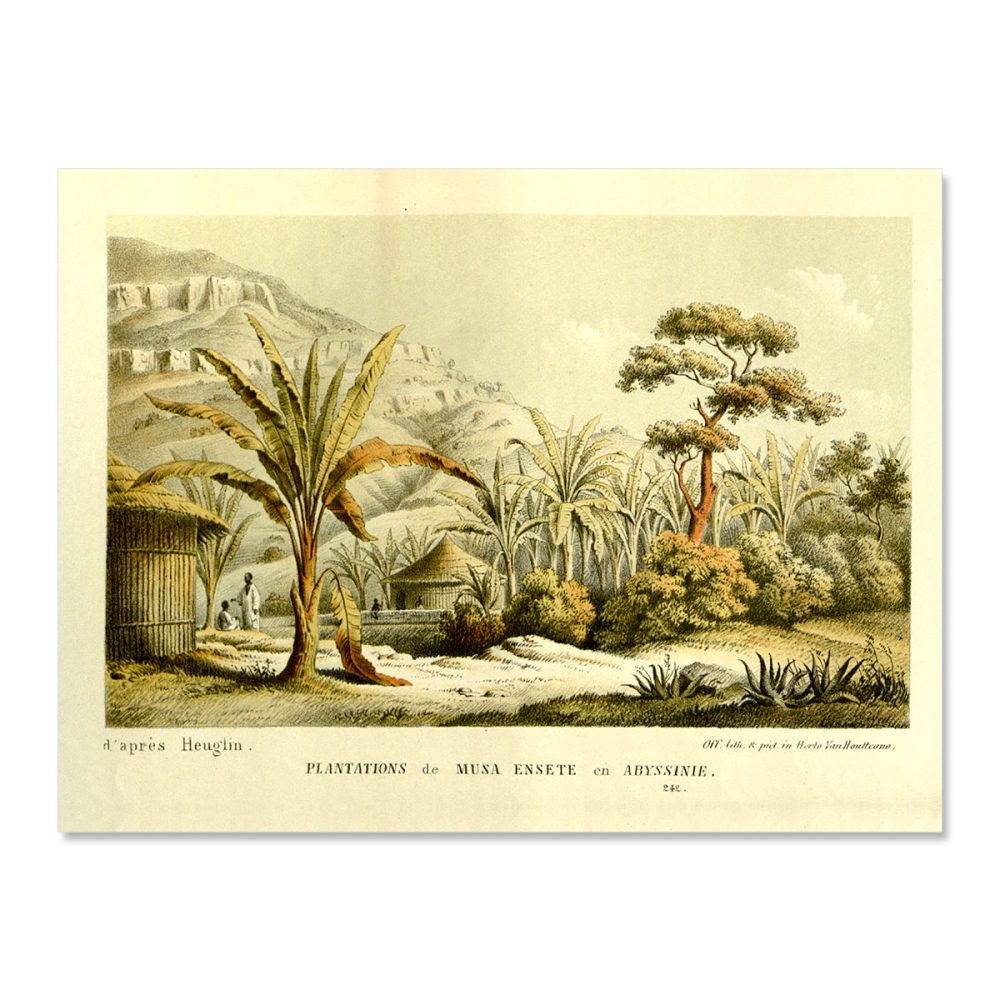 Vintage banana tree jungle musa ensete Abyssinia no frame