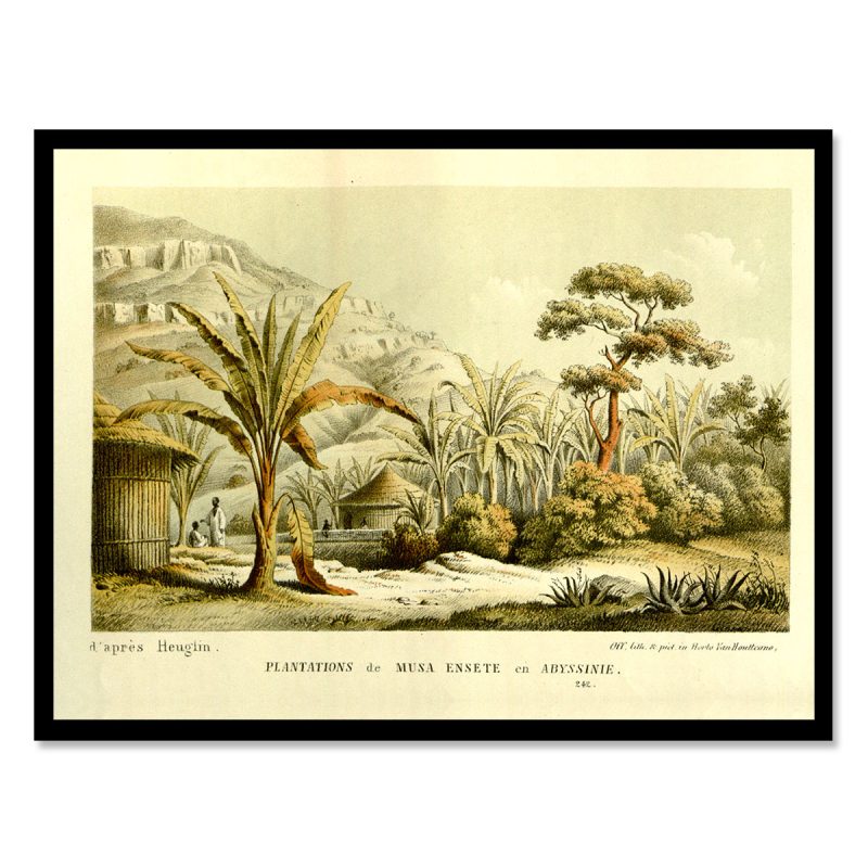 Vintage banana tree jungle musa ensete Abyssinia