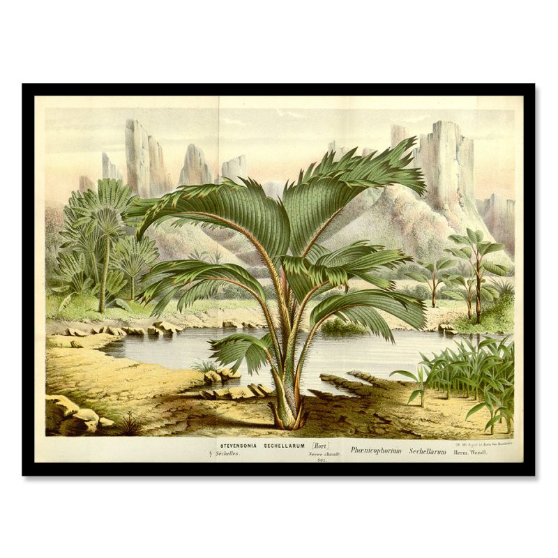 Vintage palm tree seychelles landscape