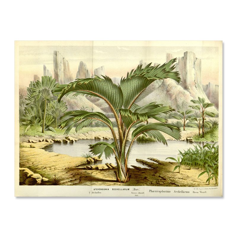 Vintage palm tree seychelles landscape no frame