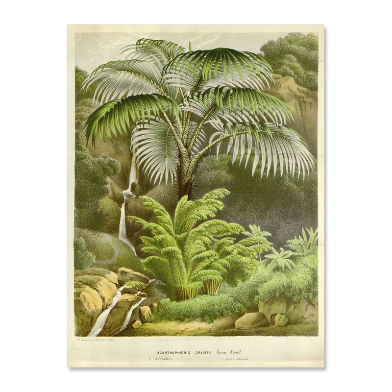 Vintage poster palm with river on the Seychelles no frame