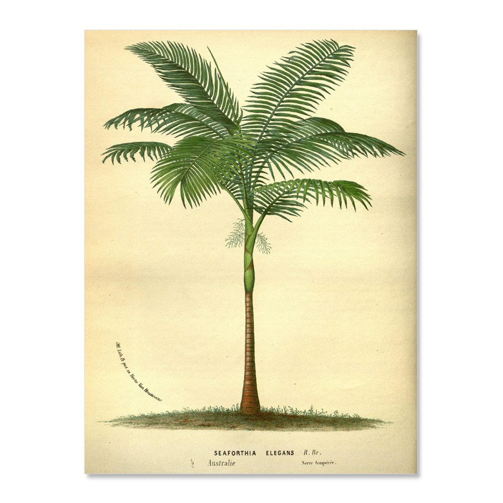 Vintage palm tree seychelles no frame