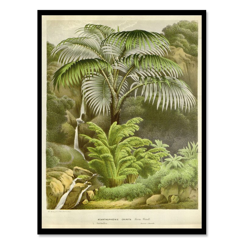 Vintage poster palm with river