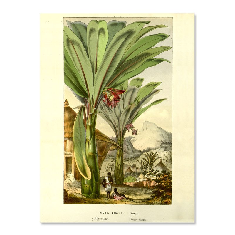 Vintage tall palmtree bananatree jungle musa ensete no frame