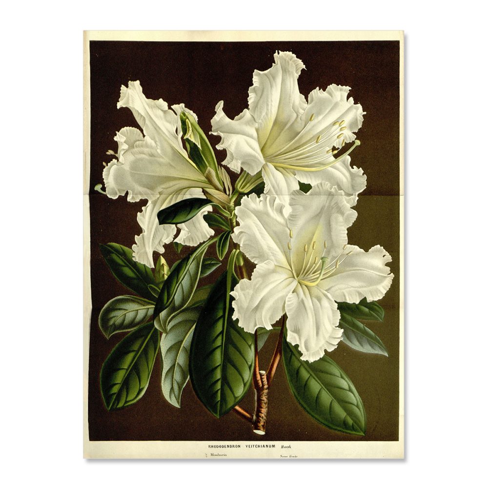 Vintage poster White Rhododendronveitchianum
