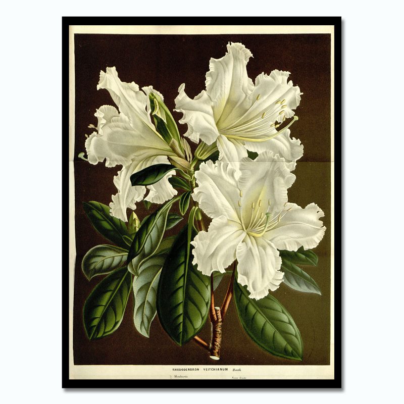 Vintage poster White Rhododendronveitchianum svart ram