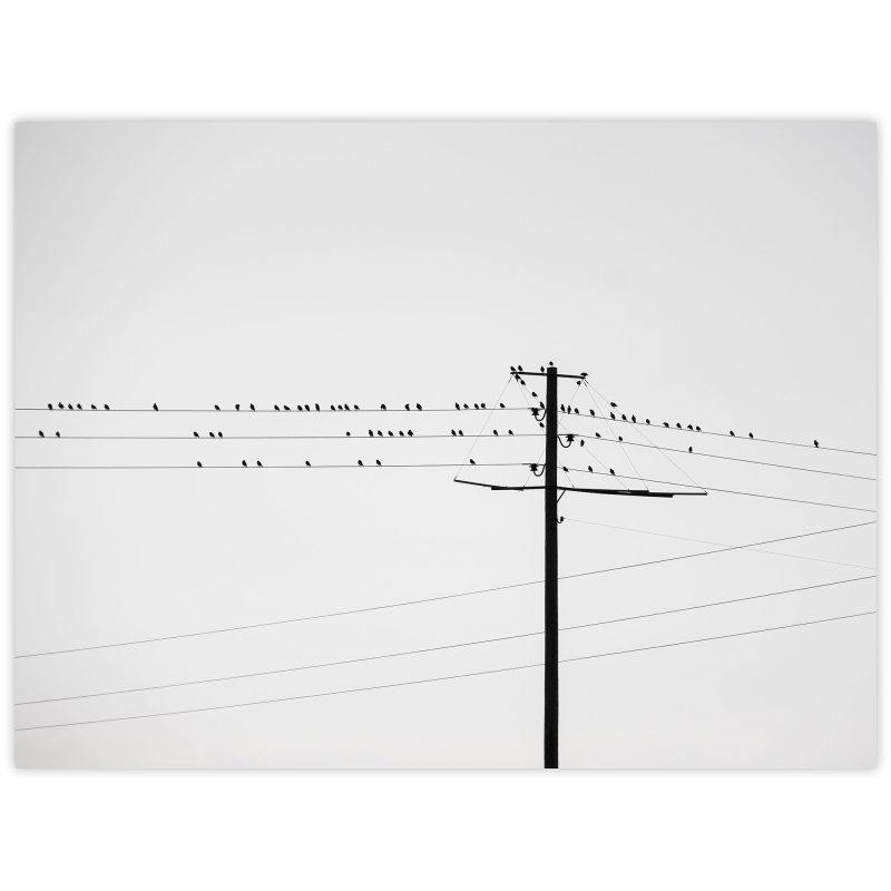 Fåglar på tråd #3 - Studio Caro-lines