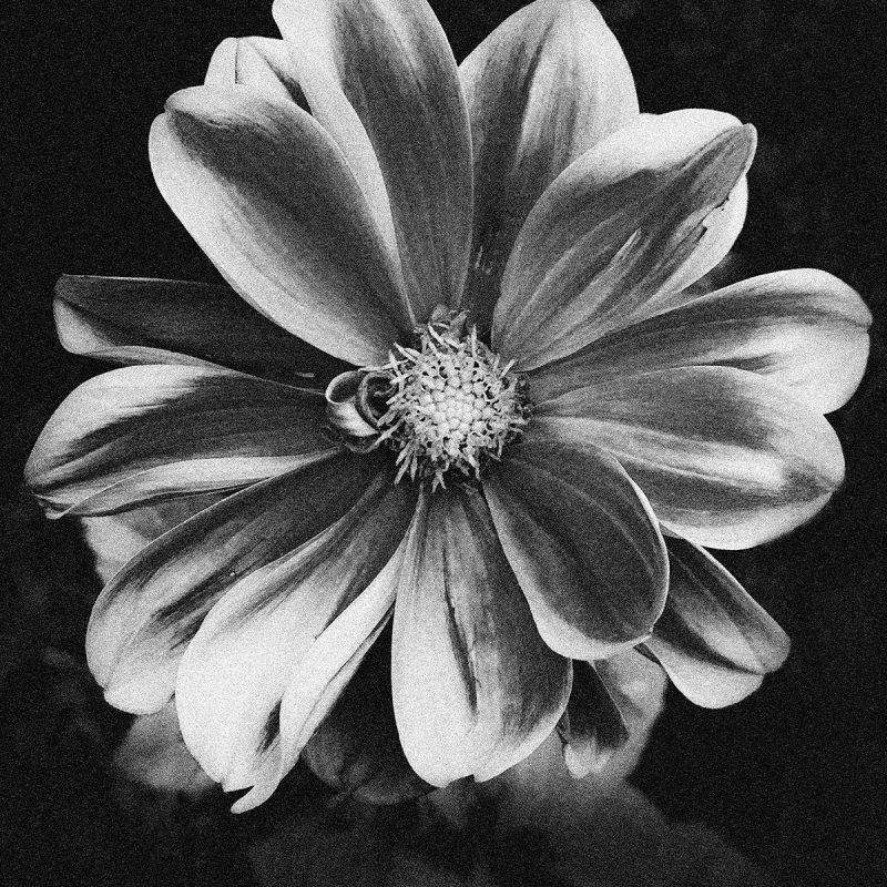 Poster med ett fotografi av en dahlia: "Nightflower"
