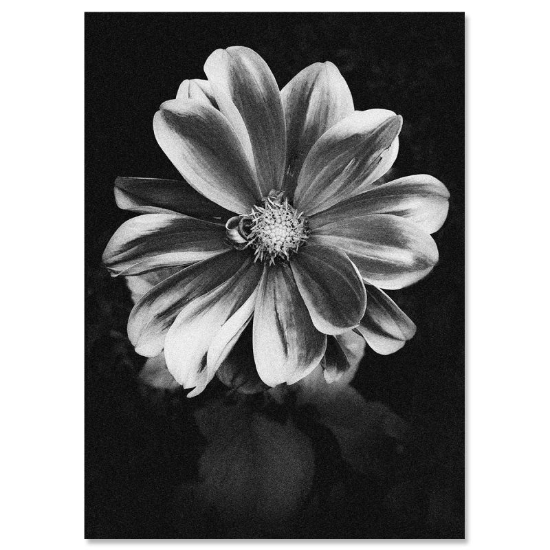 Poster med ett fotografi av en dahlia: "Nightflower"