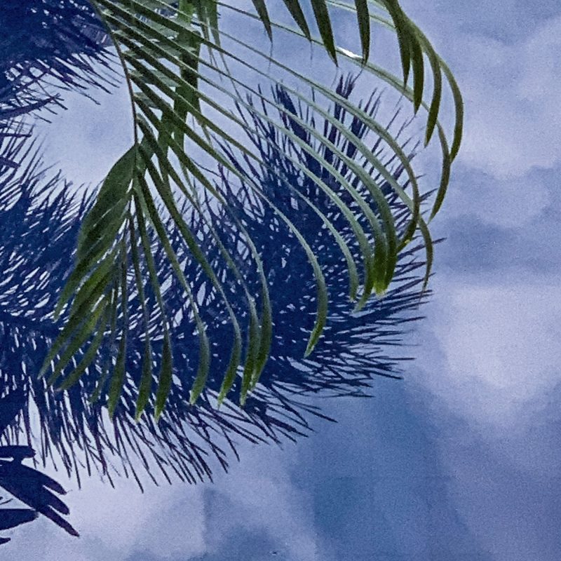 Poster med ett fotografi av palmblad som reflekterar sig i vattnet på en pool