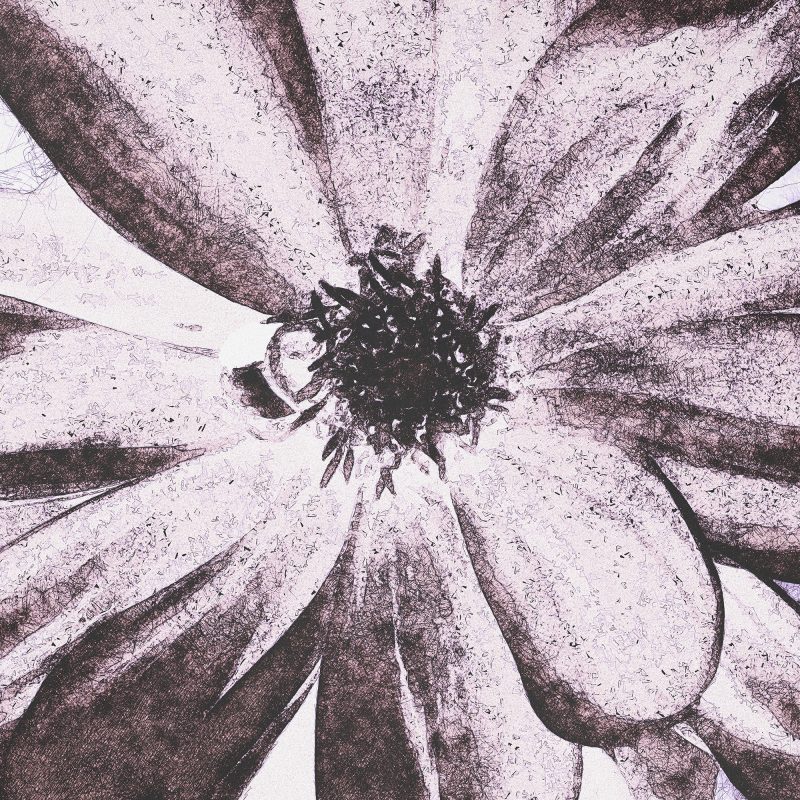 Illustration / photograph of a pink dahlia
