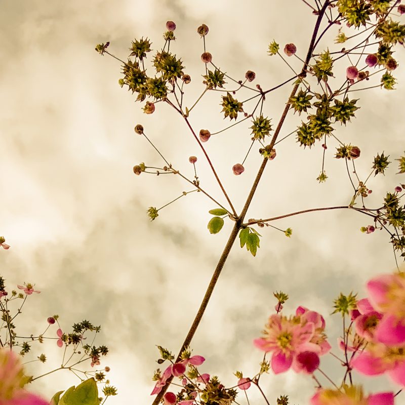 poster med rosa blommor | fotografi