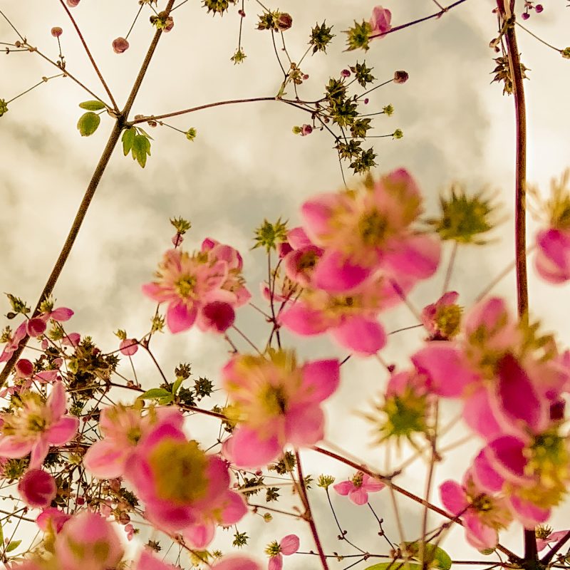 poster med rosa blommor | fotografi