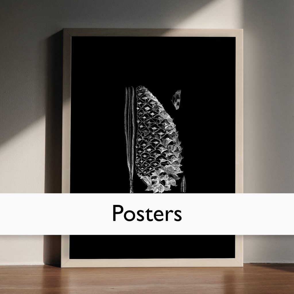 Posters med fotografier, illustrationer och citat från Studio Caro-lines i olika format som passar de vanliga ramformat.